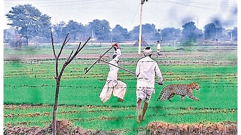 Deepti Gangavane writes about human life and animal life
