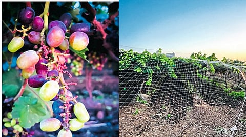 Pimpalgaon Baswant: In the grape orchard of Sudhakar Mengane here, the damage to grape bunches due to attack by bats and in the second photo, netting on the orchard to prevent bat attacks