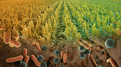 Bacteria on crop