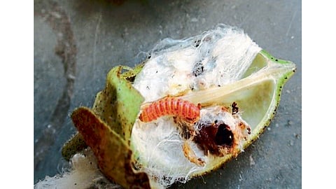 Pink bollworm