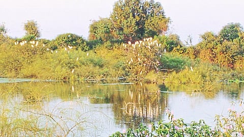 Mhasadi (T.Sakri): A school of herons in search of food in the Pazar (Katiware) pond on the Umrad drain on the Deur road here