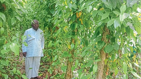 Agriculture department Disease hit Farmer Betel leaf farming nipani 