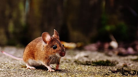 Rat Killing Job 