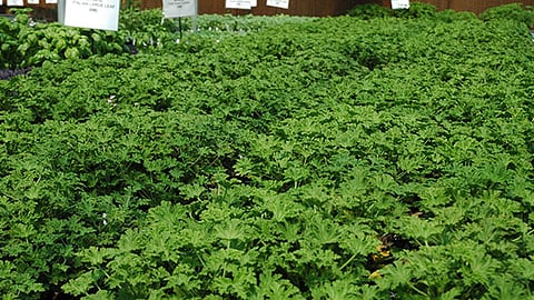 farm of geranium