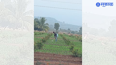 Drug spraying done to prevent disease on onion due to cloudy weather.