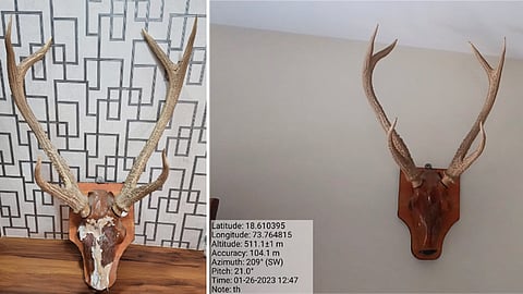 Sambar Animal