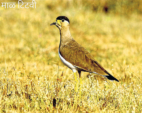 माळरानावरील जैवविविधतेच्या संवर्धनाची गरज