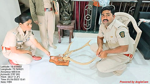 थेरगावात सांभर प्रजातीची शिंगे, कवटी जप्त