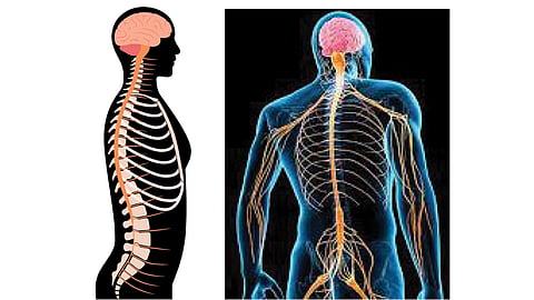 Back Bone