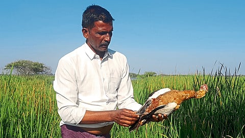 Cyclone found dead in bird sanctuary.