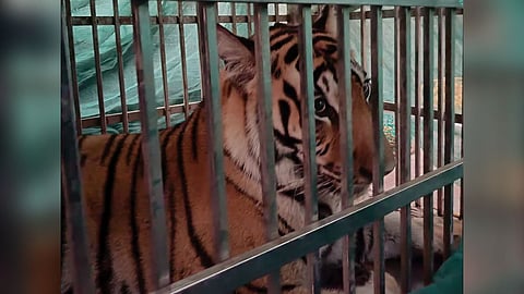 villagers forest department tiger hiding in Mandesar for 8 days caught