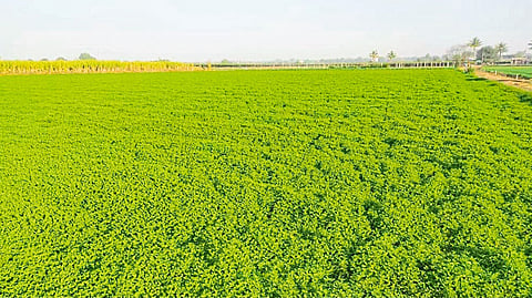 A blooming mint farm in Pankaj Bhandare's farm.