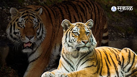 Tiger 
