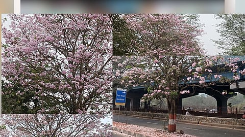  बंसत रानी फुलांची गुलाबी चादर 