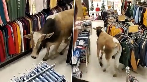 cow in shopping mall