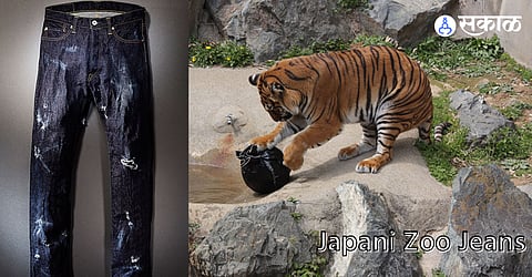 Zoo Jeans