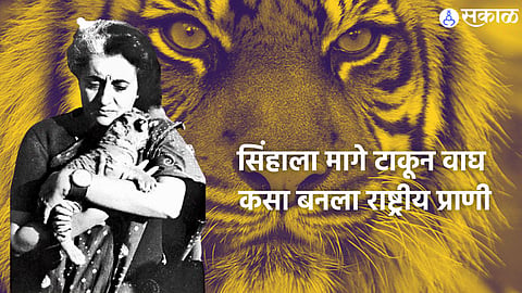 Bengal Tiger