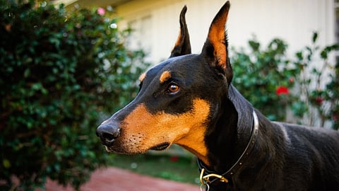 dog