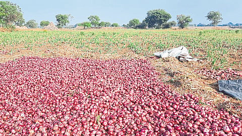Harvested onions for sale.
