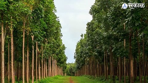 Mahogany Tree