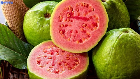 Guava Side Effects 