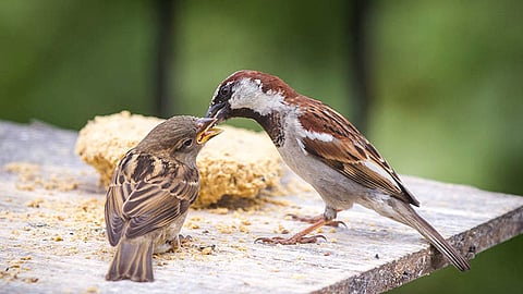 Birds