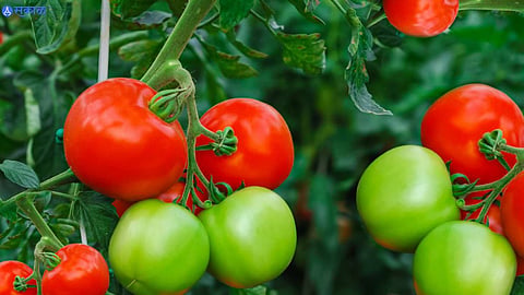 Tomato Side Effect