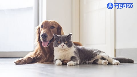 High Court on Pets
