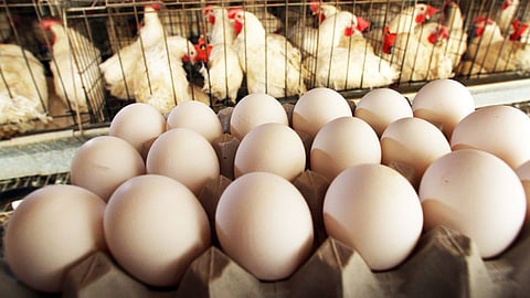 eggs