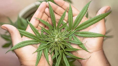Marijuana Vs Hemp