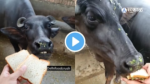 Buffalo Video Viral