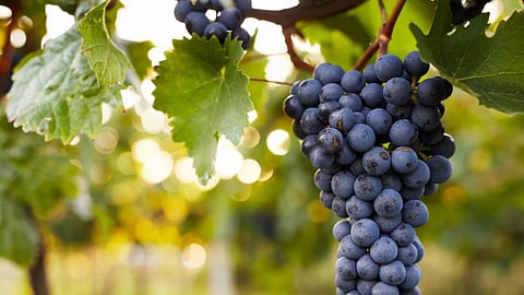 Grapes
