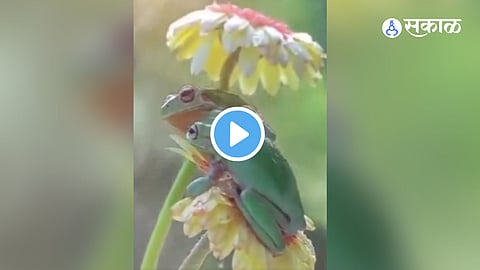 Viral Video