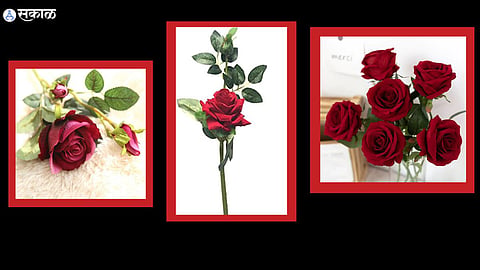 Rose Day 2023