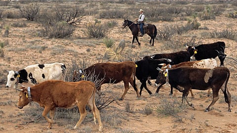 Mexico Cow