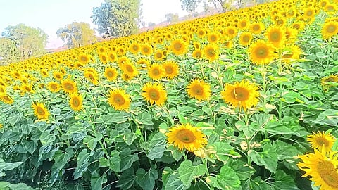 Sunflower crop blooming in Sanket Jain's farm.