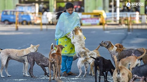 Street Dogs