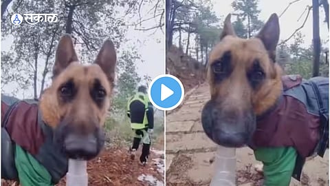Dog Vlog Video
