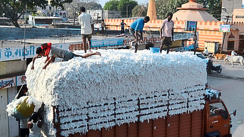 cotton