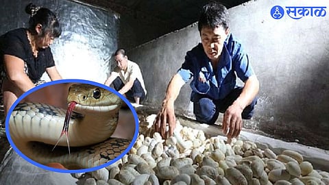 Snake Farming