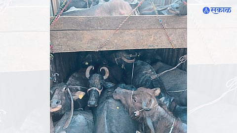 cow