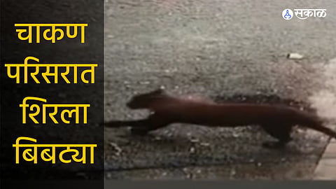 leopard spotted in Chakan area in Pune Forest department fire brigade reached the spot  