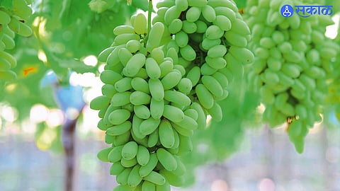 Grapes Crop