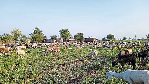 Dada Gulve, a farmer here, left the sheep in the onion crop 