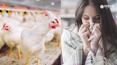 Bird Flu