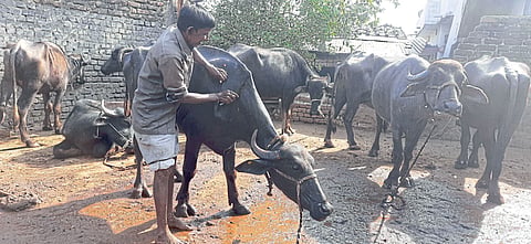  म्हशींचे ब्युटी पार्लर