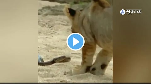 Viral Video