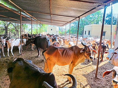 Cows in cow school at Vateswar Ashram.