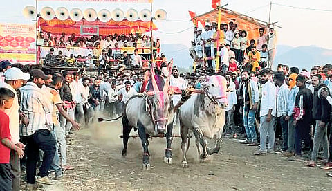 मावळात पुन्हा भिर्रर्र…