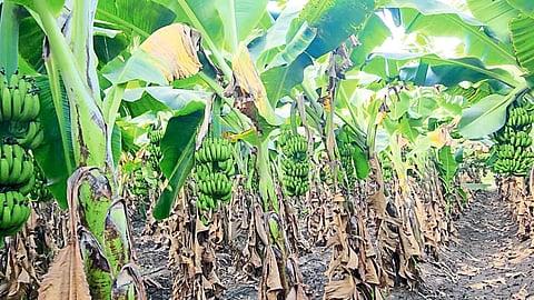 banana crop